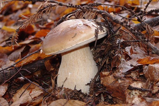 hríb smrekový Boletus edulis Bull.