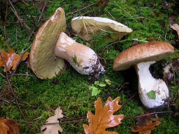 hríb smrekový Boletus edulis Bull.