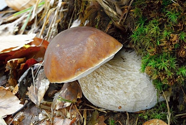 hríb smrekový Boletus edulis Bull.