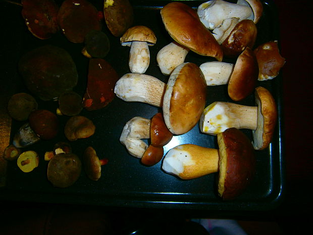 hríb dubový Boletus reticulatus Schaeff.