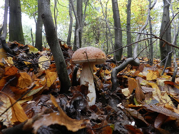 hríb dubový Boletus reticulatus Schaeff.