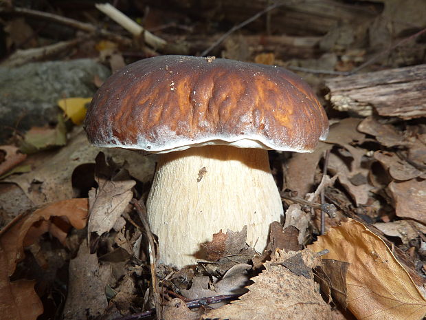 hríb dubový Boletus reticulatus Schaeff.