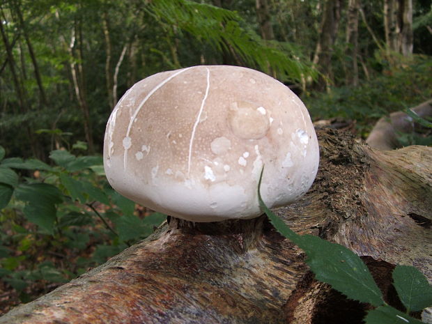 brezovník obyčajný Fomitopsis betulina (Bull.) B.K. Cui, M.L. Han & Y.C. Dai