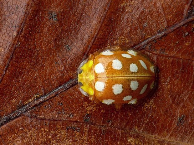 lienka Halyzia sedecimguttata Linnaeus, 1758