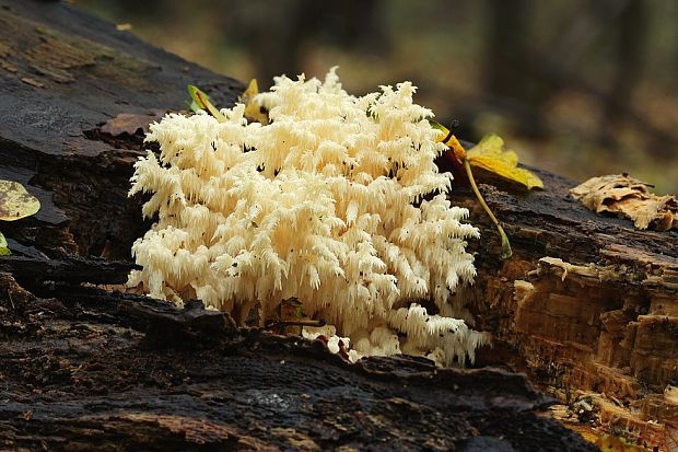 koralovec bukový Hericium coralloides (Scop.) Pers.