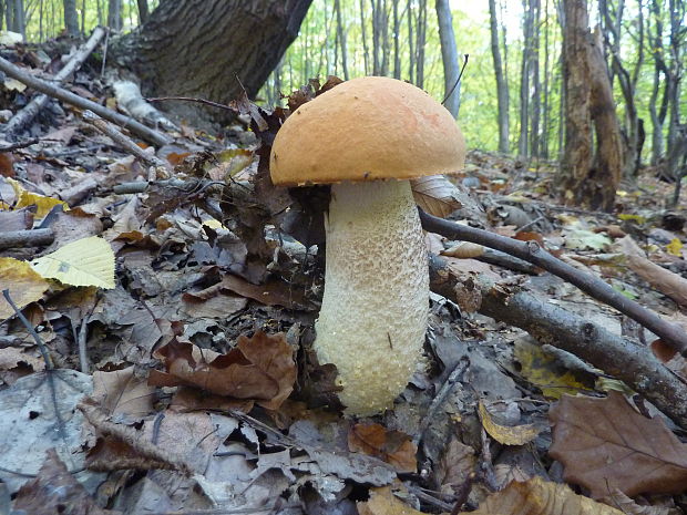 kozák osikový Leccinum albostipitatum den Bakker & Noordel.