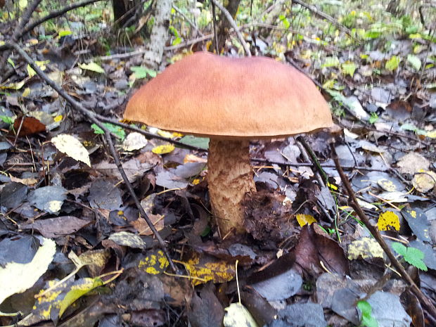 kozák brezový Leccinum scabrum (Bull.) Gray