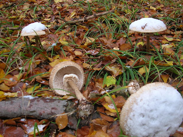 bedľa vysoká Macrolepiota procera (Scop.) Singer