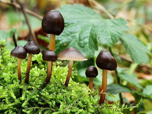 prilbička  Mycena sp