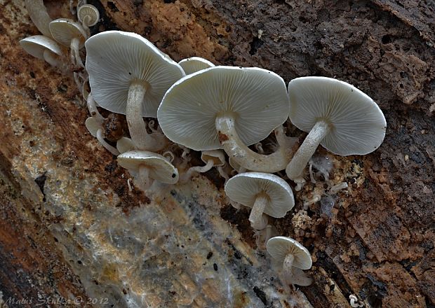 strmuľkovec drevný Ossicaulis lignatilis (Pers.) Redhead & Ginns