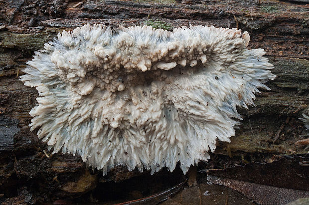 žilnačka pralesná Phlebia centrifuga P. Karst.