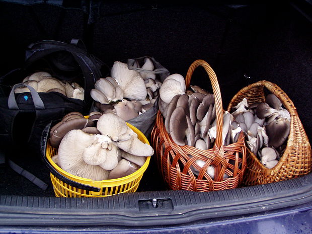 hliva ustricovitá Pleurotus ostreatus (Jacq.) P. Kumm.