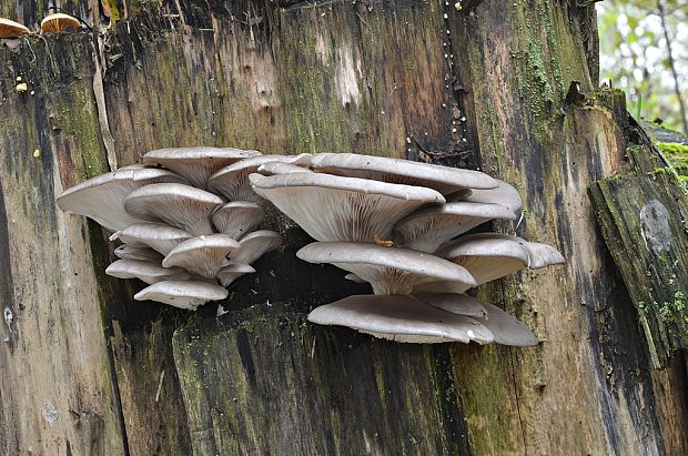 hliva ustricovitá Pleurotus ostreatus (Jacq.) P. Kumm.