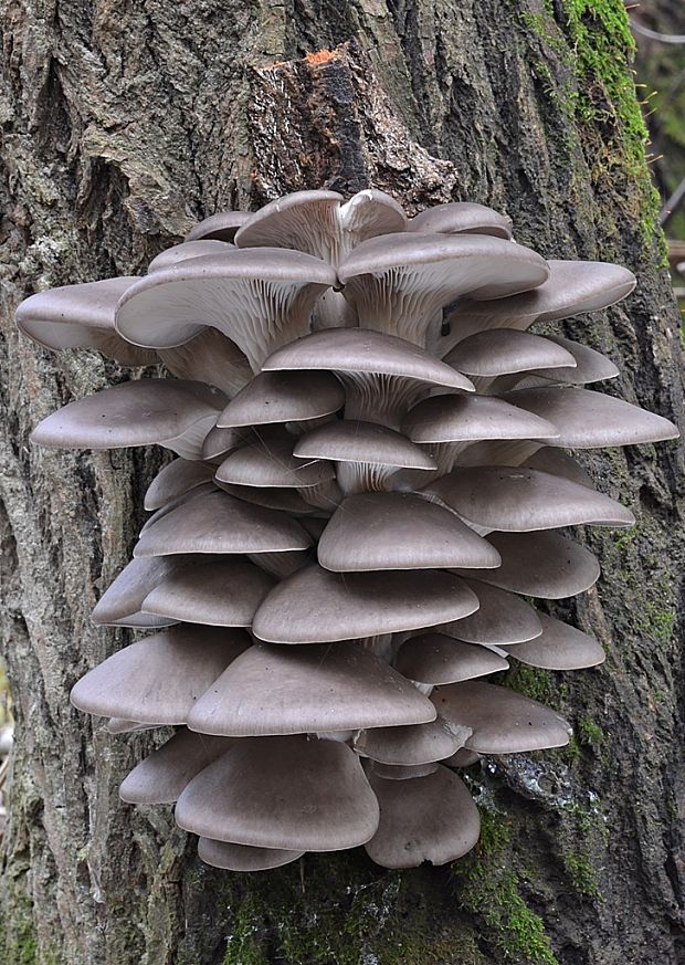 hliva ustricovitá Pleurotus ostreatus (Jacq.) P. Kumm.