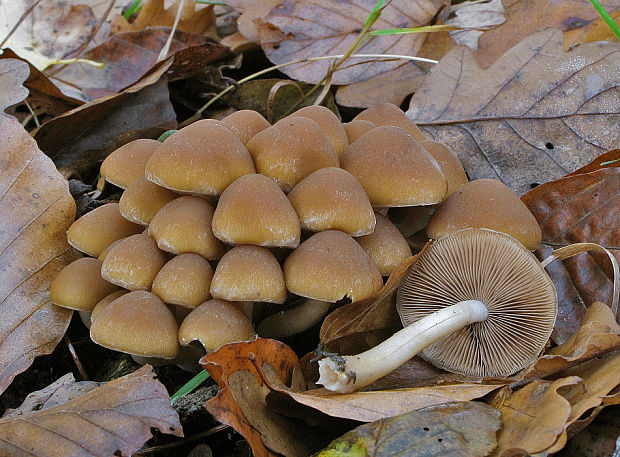 drobuľka Psathyrella sp.