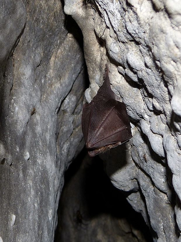 podkovár malý Rhinolophus hipposideros Bechstein, 1800