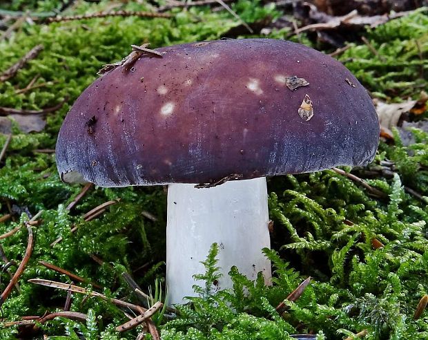 plávka modrastá Russula cyanoxantha (Schaeff.) Fr.