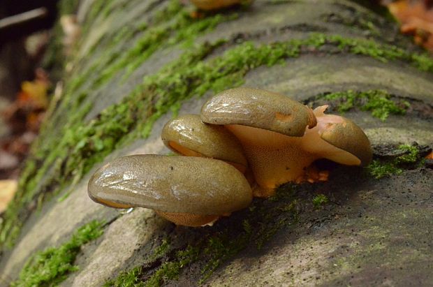 pňovka neskorá Sarcomyxa serotina (Pers.) P. Karst.