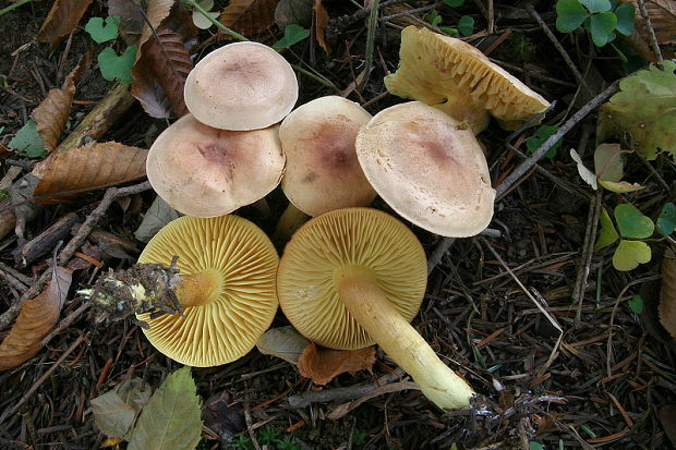 čírovka ružovohnedá Tricholoma bufonium (Pers.) Gillet