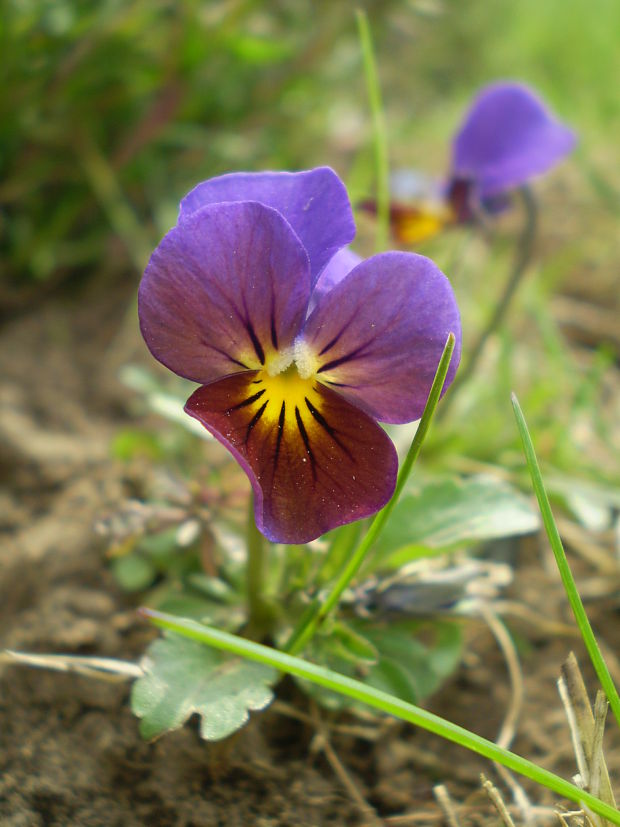 fialka Viola sp.