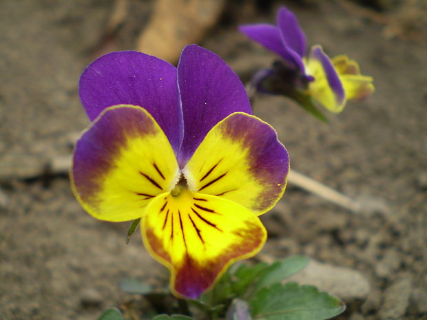 fialka Viola sp.