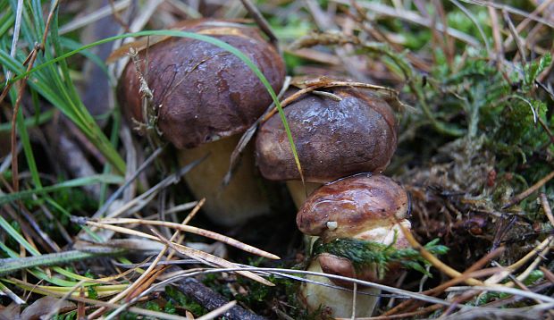 suchohríb Xerocomus sp.