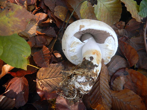 pečiarka Agaricus sp.