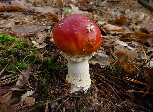 muchotrávka červená Amanita muscaria (L.) Lam.