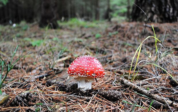 muchotrávka červená Amanita muscaria (L.) Lam.