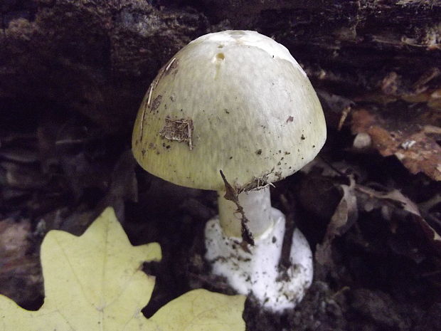 muchotrávka zelená Amanita phalloides (Vaill. ex Fr.) Link