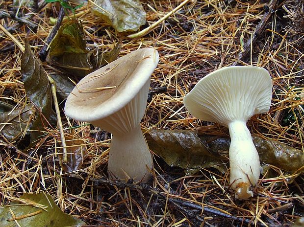 strmuľka kyjakovitá Ampulloclitocybe clavipes (Pers.) Redhead, Lutzoni, Moncalvo & Vilgalys