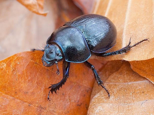 lajniak hôrny Anoplotrupes stercorosus