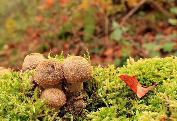 podpňovka žltá Armillaria gallica Marxm. & Romagn.