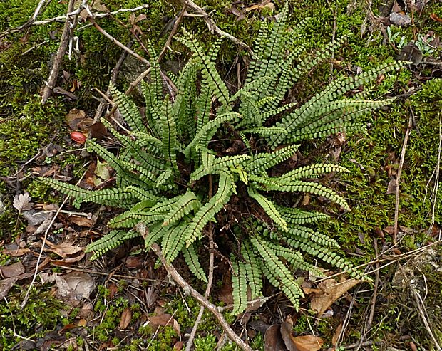 slezinník červený Asplenium trichomanes L. emend. Huds.