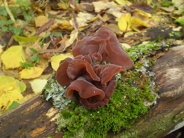 uchovec bazový Auricularia auricula-judae (Bull.) Quél.