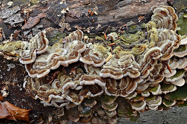 uchovka pásikavá Auricularia mesenterica (Dicks.) Pers.