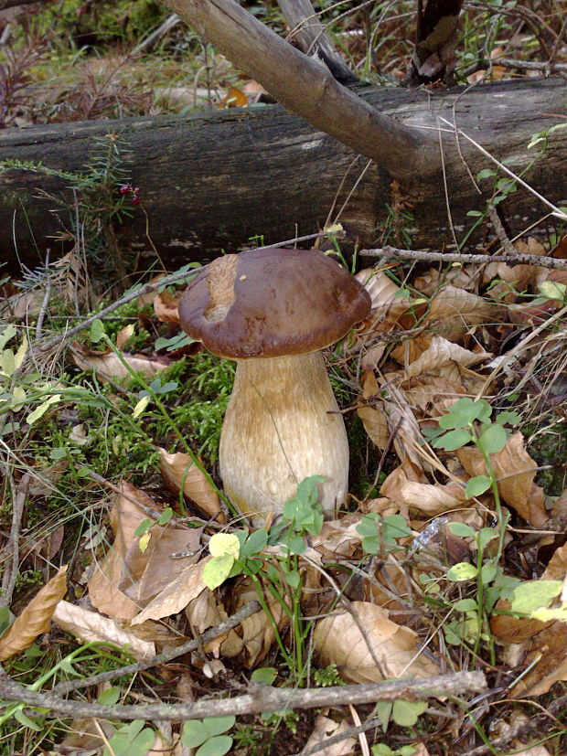 hríb smrekový Boletus edulis Bull.