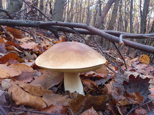 hríb smrekový Boletus edulis Bull.