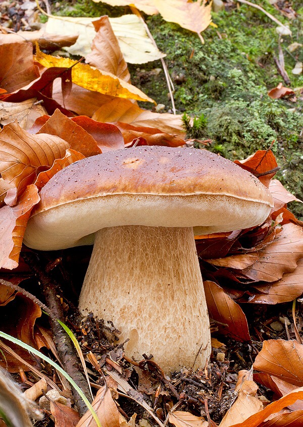 hríb smrekový Boletus edulis Bull.