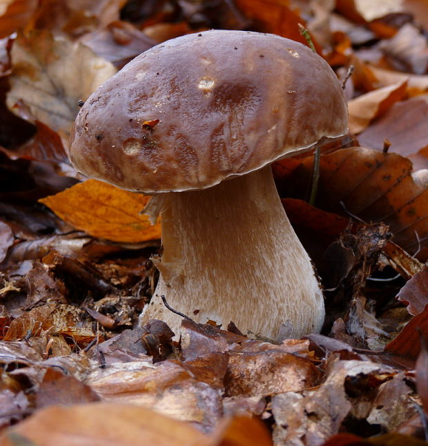 hríb smrekový Boletus edulis Bull.