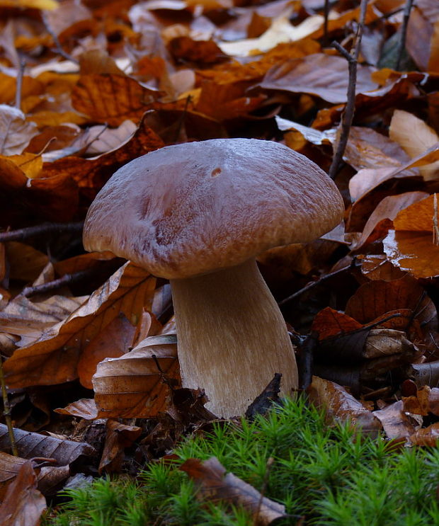 hríb smrekový Boletus edulis Bull.