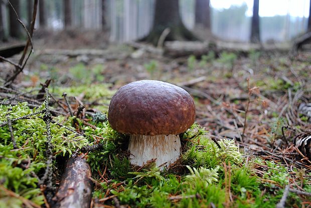 hríb smrekový Boletus edulis Bull.