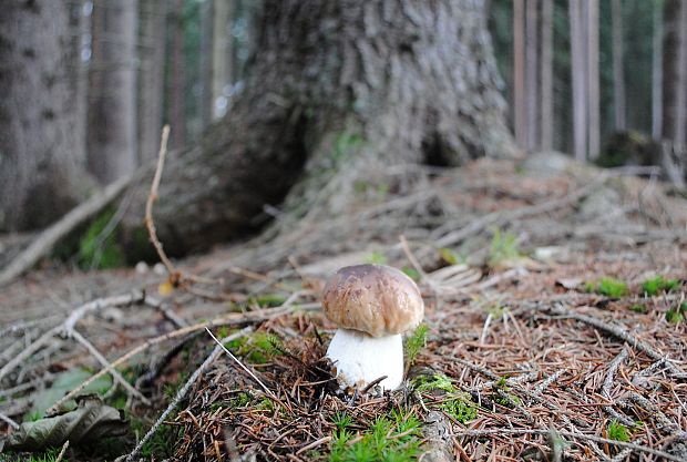 hríb smrekový Boletus edulis Bull.