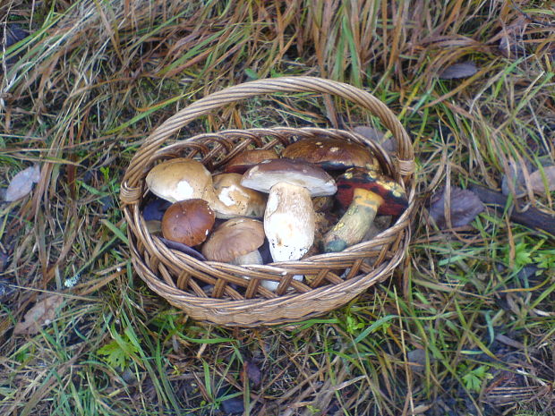 hríb smrekový Boletus edulis Bull.