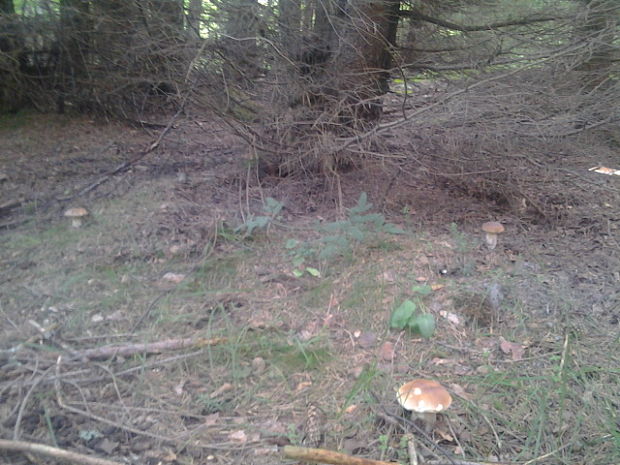 hríb smrekový Boletus edulis Bull.