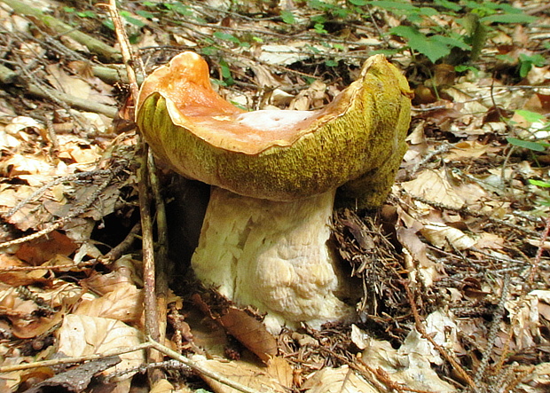 hríb smrekový Boletus edulis Bull.