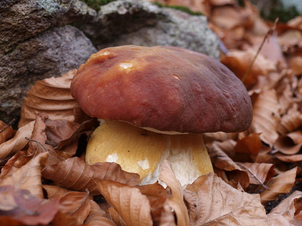 hríb sosnový Boletus pinophilus Pil. et Dermek in Pil.