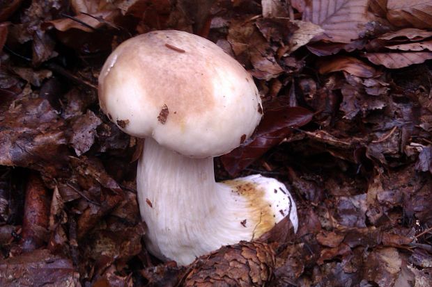 hríb dubový Boletus reticulatus Schaeff.