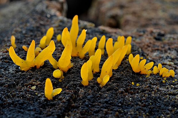 parôžkovec malý Calocera cornea (Fr.) Loud.