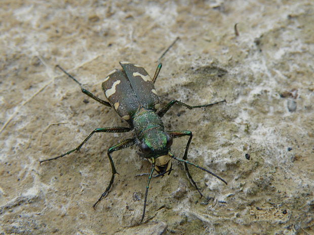 svižník lesomil Cicindela sylvicola Dejean in Latreille et Dejean,1822